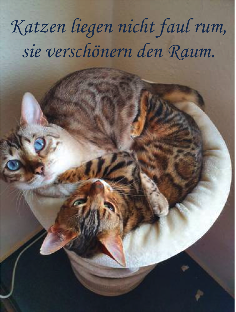 Katzenspr Che