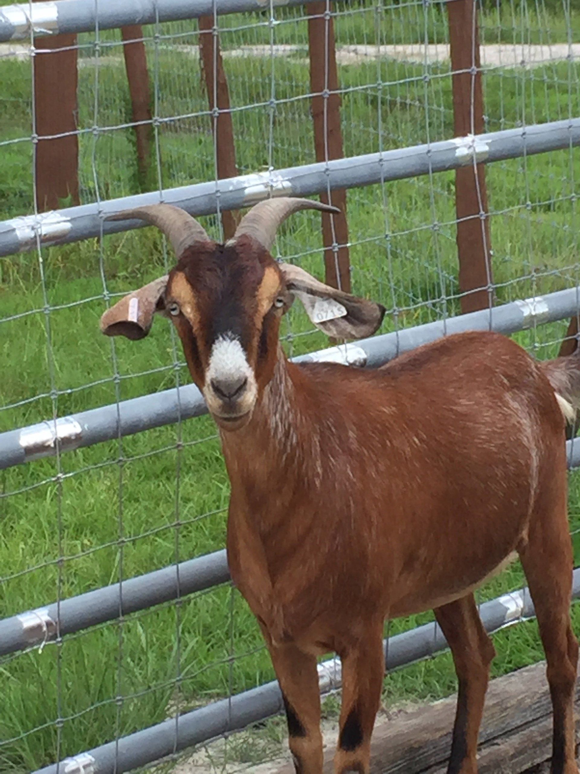 Goats For Sale Registered Kiko Goats Fl Kiko Goats Ga