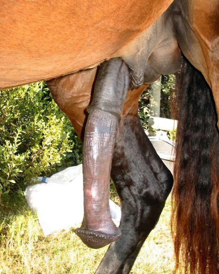 Огромные Члены Лошадей Порно