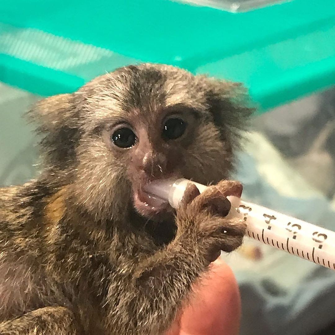 Baby Marmoset Monkey For Sale Central Florida Monkeys