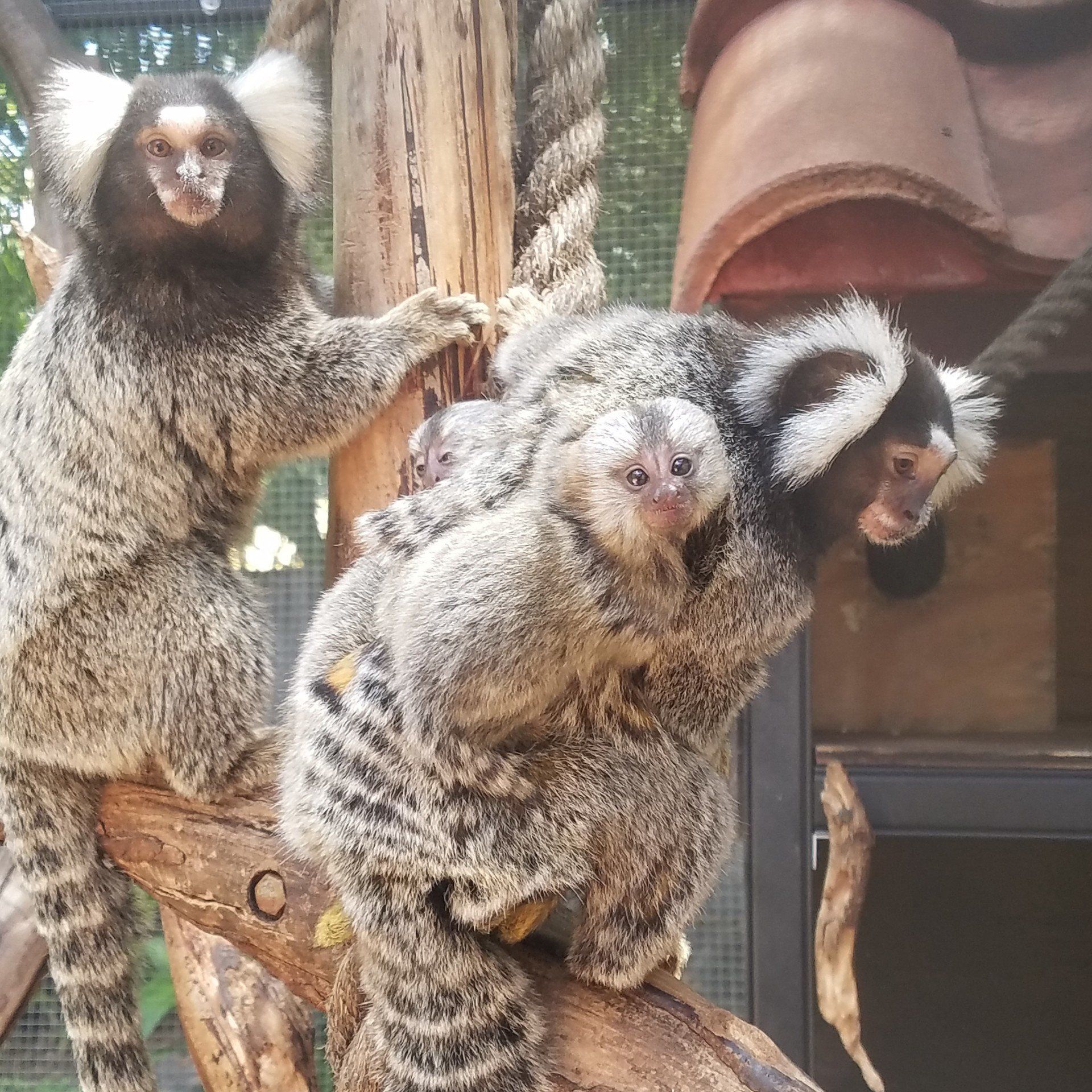 Baby Marmoset Monkey For Sale Central Florida Monkeys