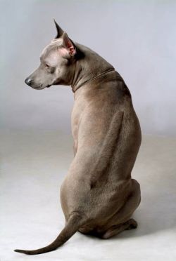 Thai Ridgeback