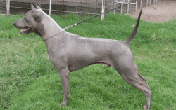 Blue Thai Ridgeback Dog
