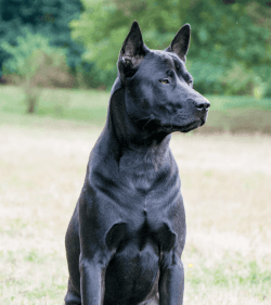 Thai Ridgeback Dog Breed