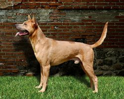 Thai Ridgeback Dog Breed