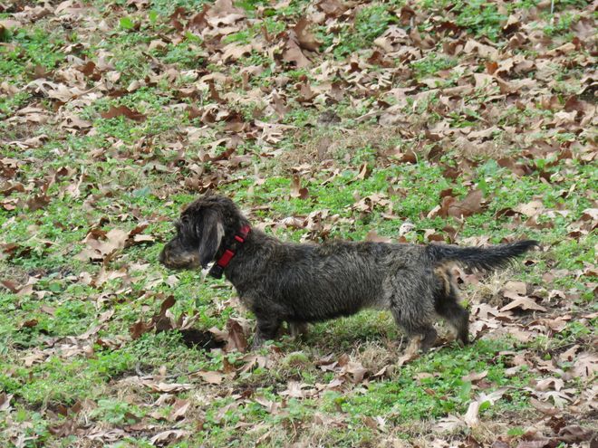 Wirehaired Dachsund Hunting Dogs | Springfield, MO