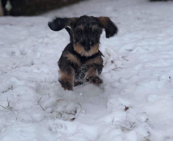 Two-River-Wirehaired-Dachshunds