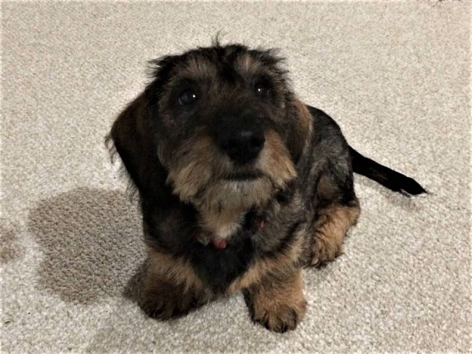 wire haired dachschund