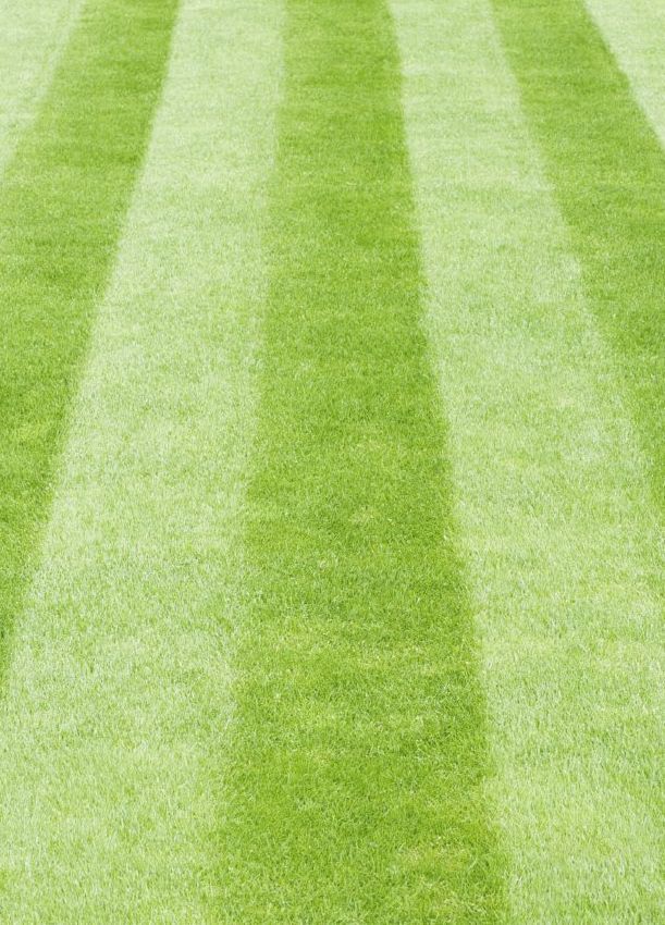 Frisch gemähter Rasen mit 2 verschiedenen Schnittlängen