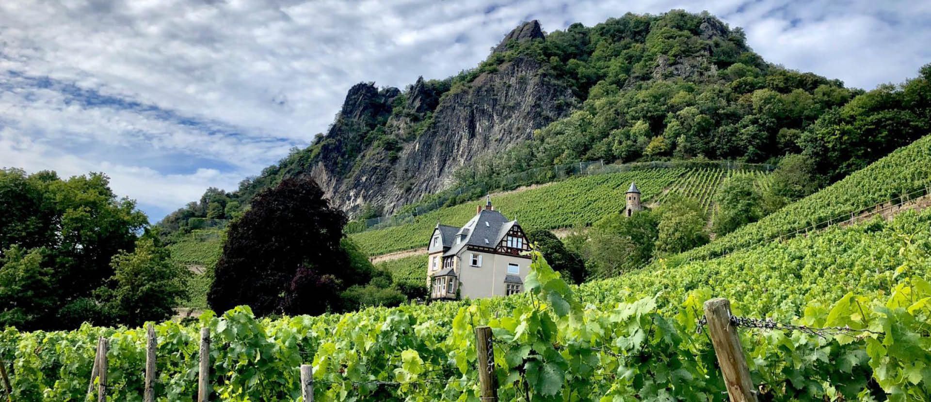 BITTNERS TEPPICHREINIGUNG BAD HONNEF TEPPICHWÄSCHEREI
