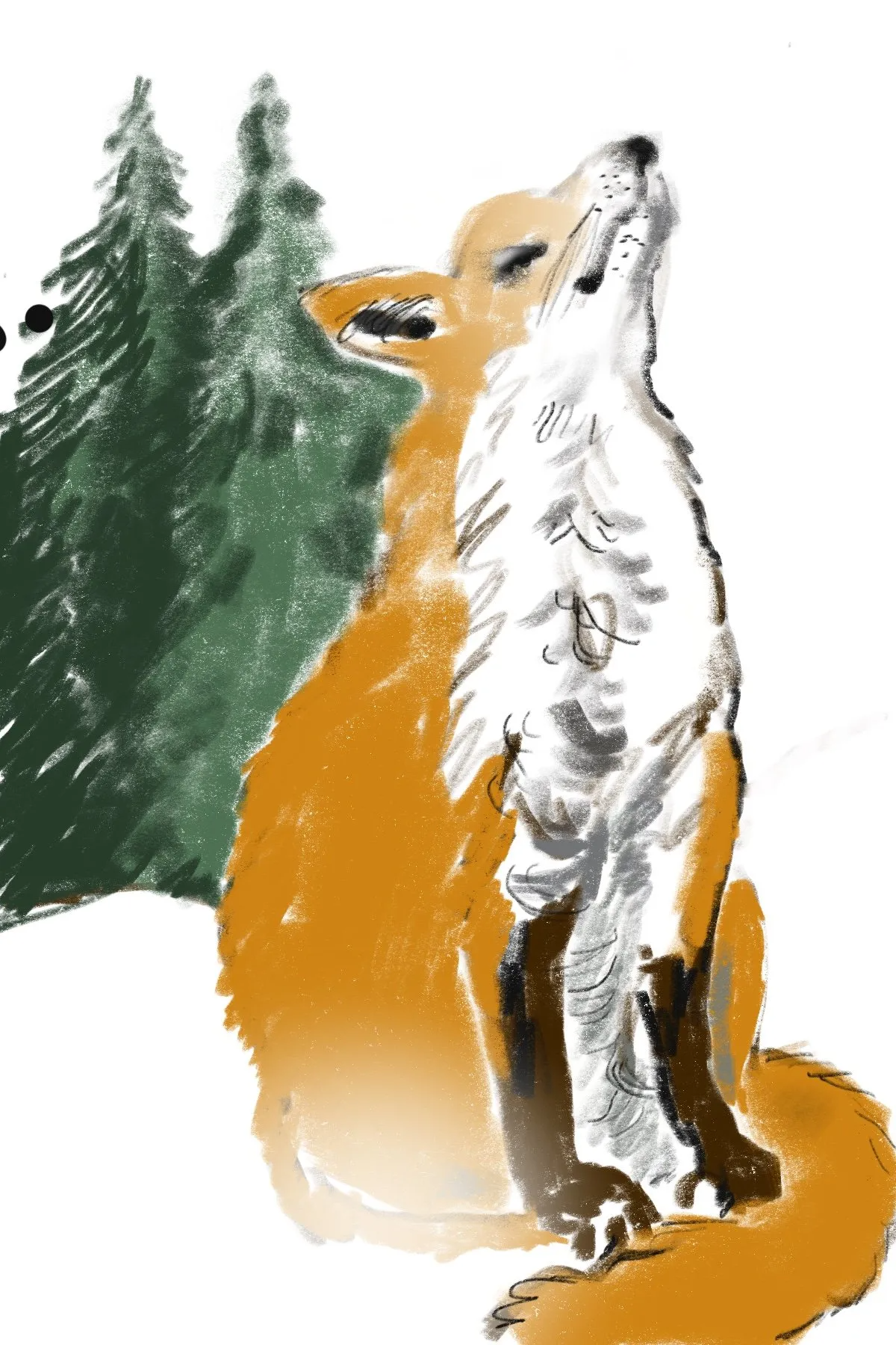 Animal study of Red Fox