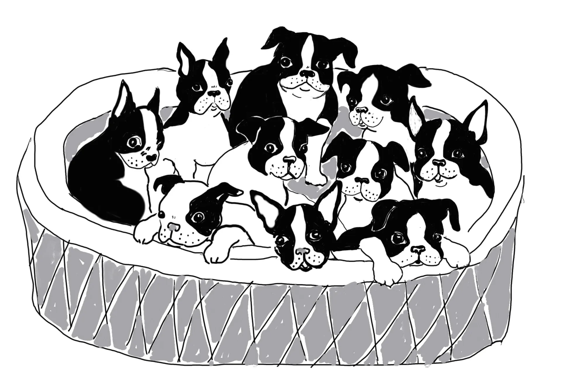 Pre-school counting book based on Boston Terriers