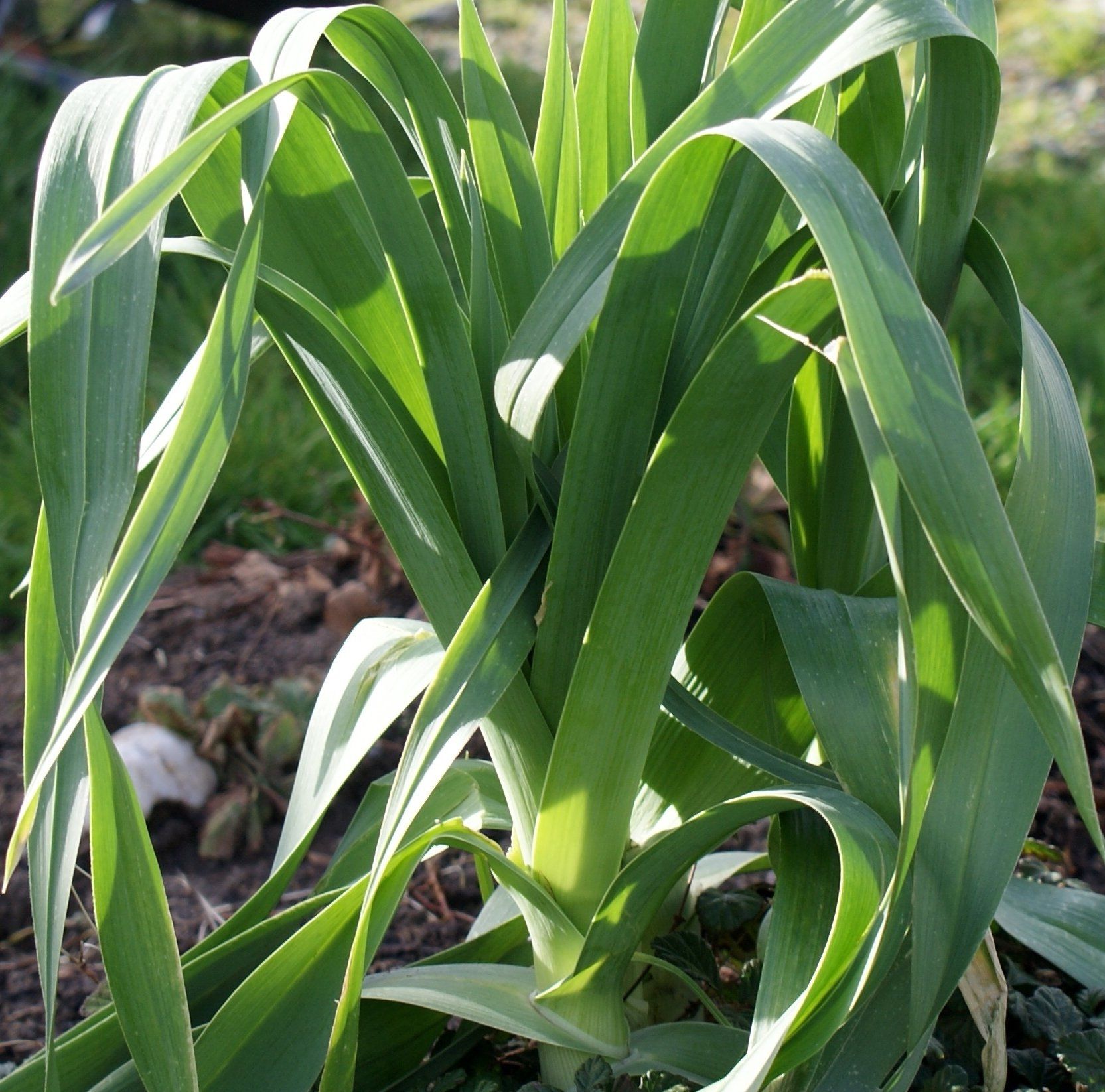 Perennial and unusual vegetable/plants for sale