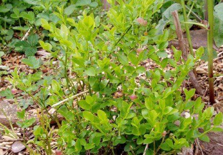 Bilberry, vaccinium myrtillus/plants for sale.