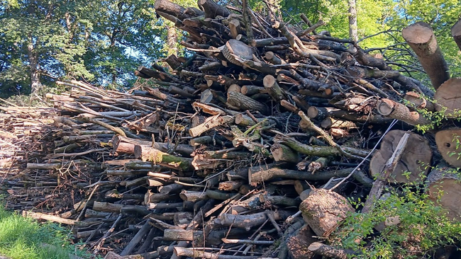 Ankauf Energieholz