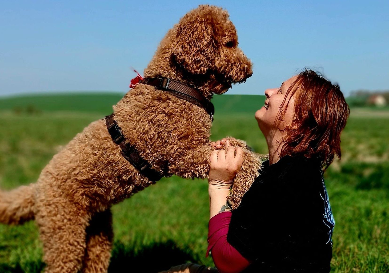 Hundetraining Neubrandenburg Hundeschule und Hundetraining Neubrandenburg