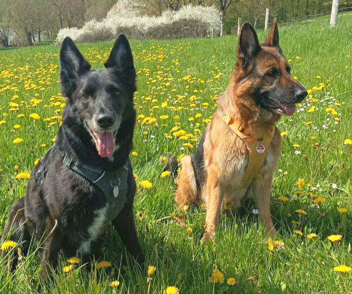 Hundebetreuung und Hundeschule Raum Neubrandenburg & Neustrelitz