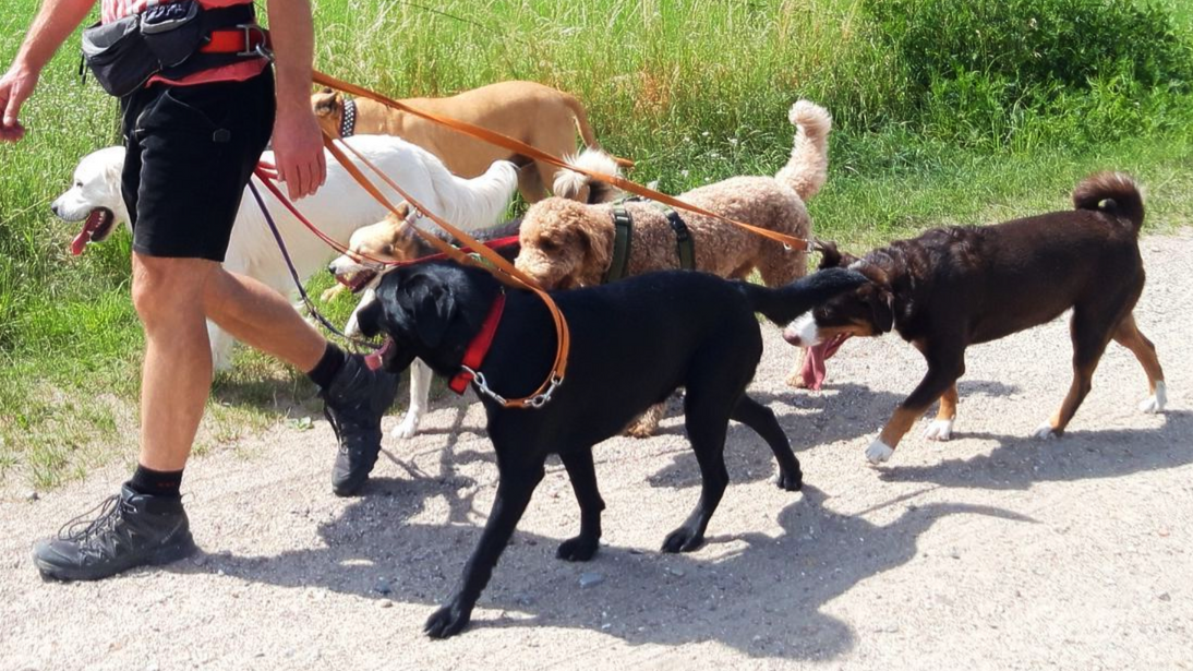 dogwaker neubrandenburg 