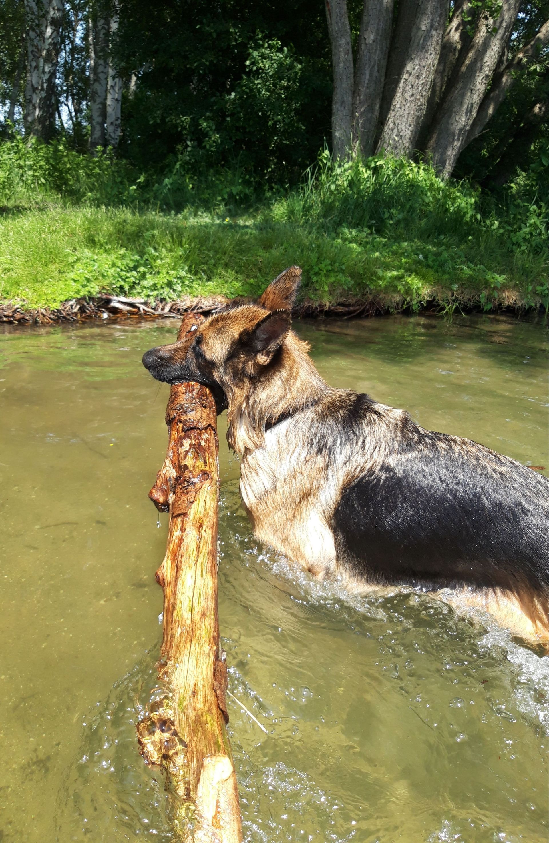 Schäferhund im Wasser