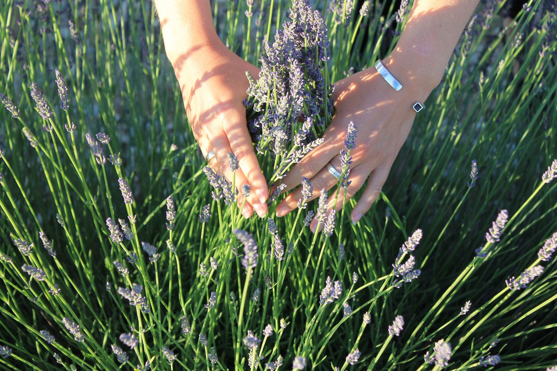 Lavendelfelder in der Provence