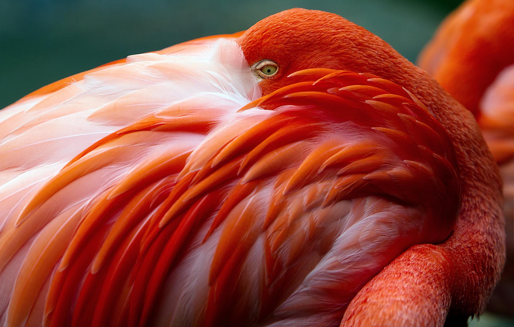 flamingo, ulrik hölzel, tierpark schönbrunn