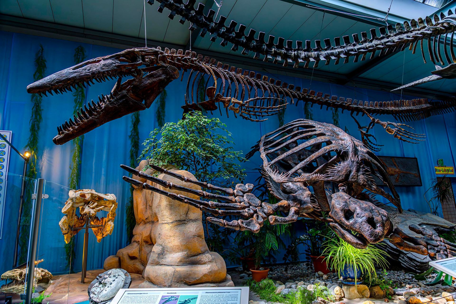 museums fotografie, museumsfotografie, aathal, schweiz, dino museum, dinoraurier museum, dinosaurier, fossilien, versteinert, urzeit, dinosaurier, fotograf wien,