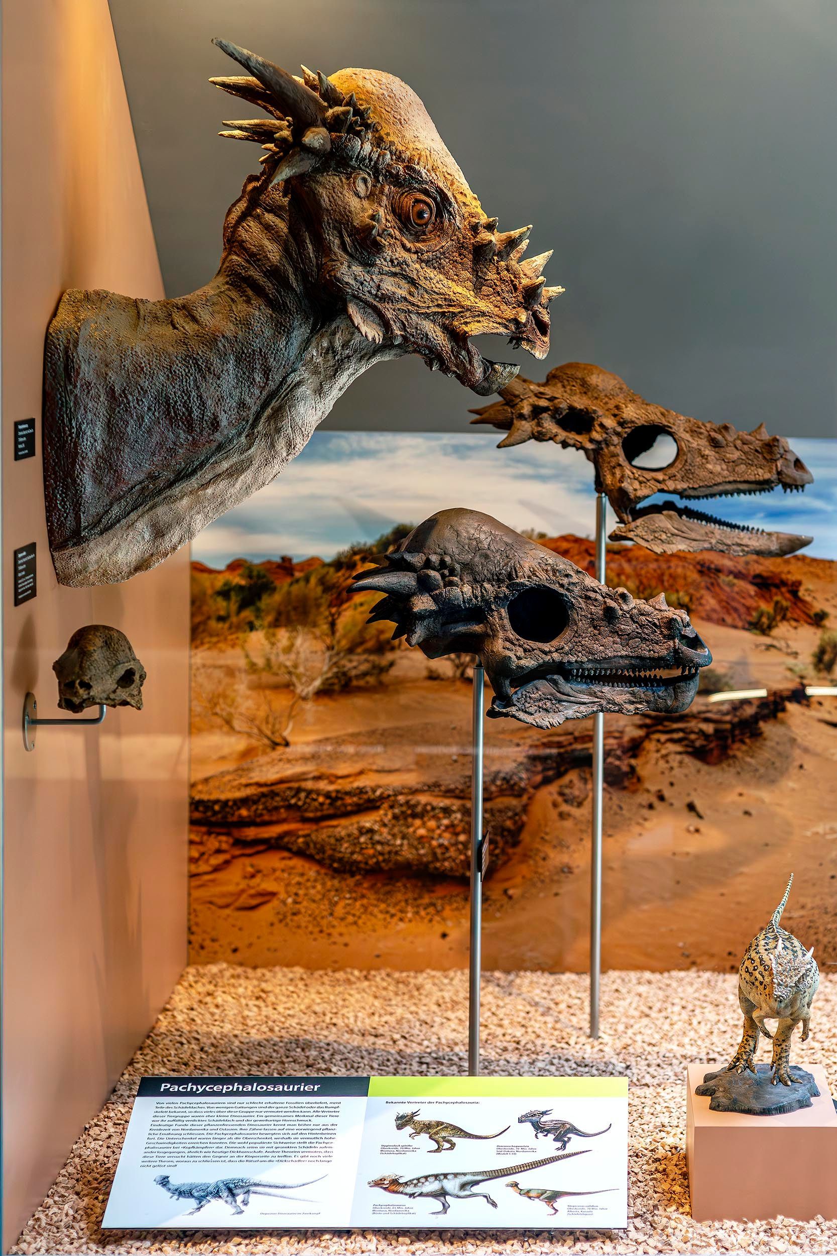 museums fotografie, museumsfotografie, aathal, schweiz, dino museum, dinoraurier museum, dinosaurier, fossilien, versteinert, urzeit, dinosaurier, fotograf wien,