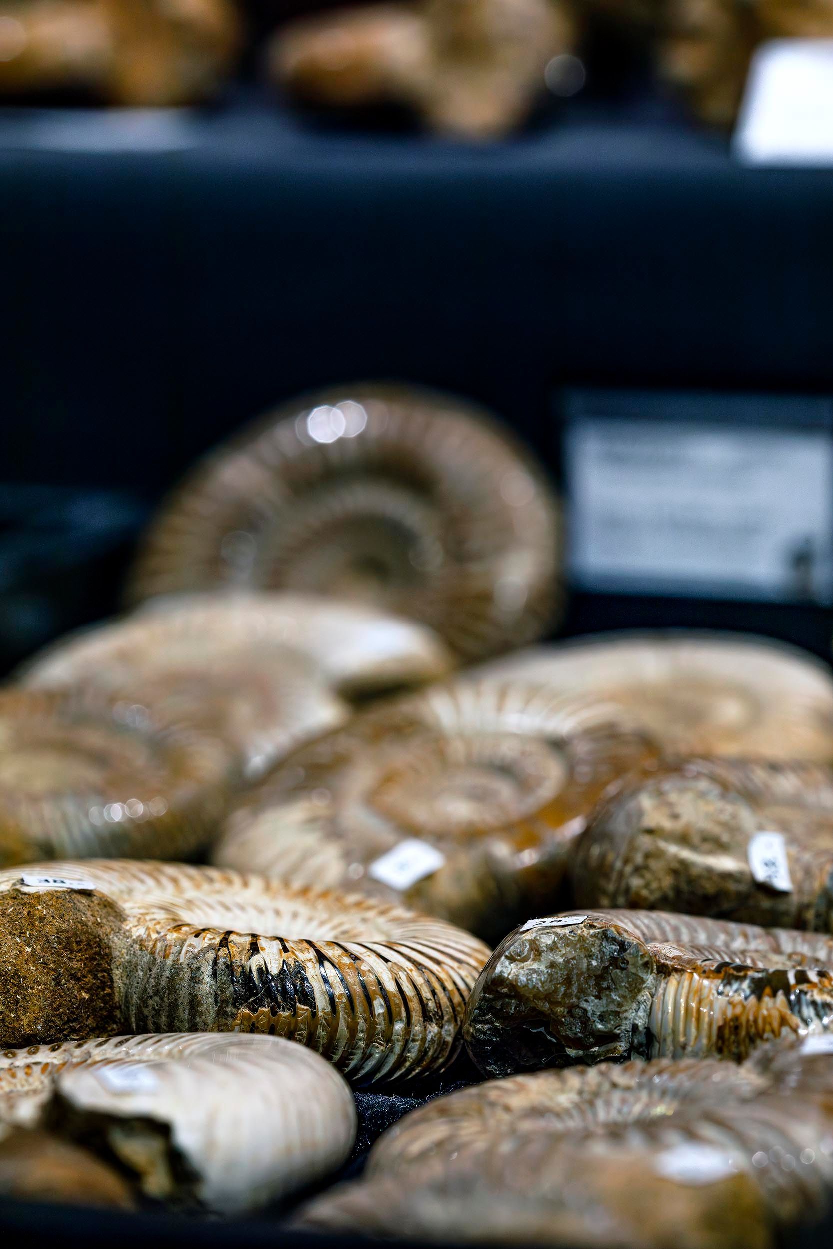 museums fotografie, museumsfotografie, aathal, schweiz, dino museum, dinoraurier museum, dinosaurier, fossilien, versteinert, urzeit, dinosaurier, fotograf wien,