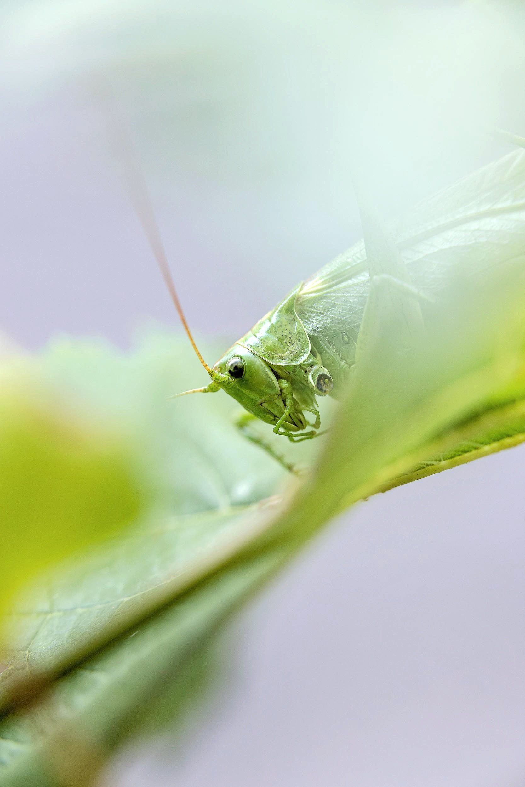 Grünes Heupferd, Heuschrecke, Grashüpfer, naturfotografie, ulrik hölzel, hölzel photography und design, ulrik hoelzel