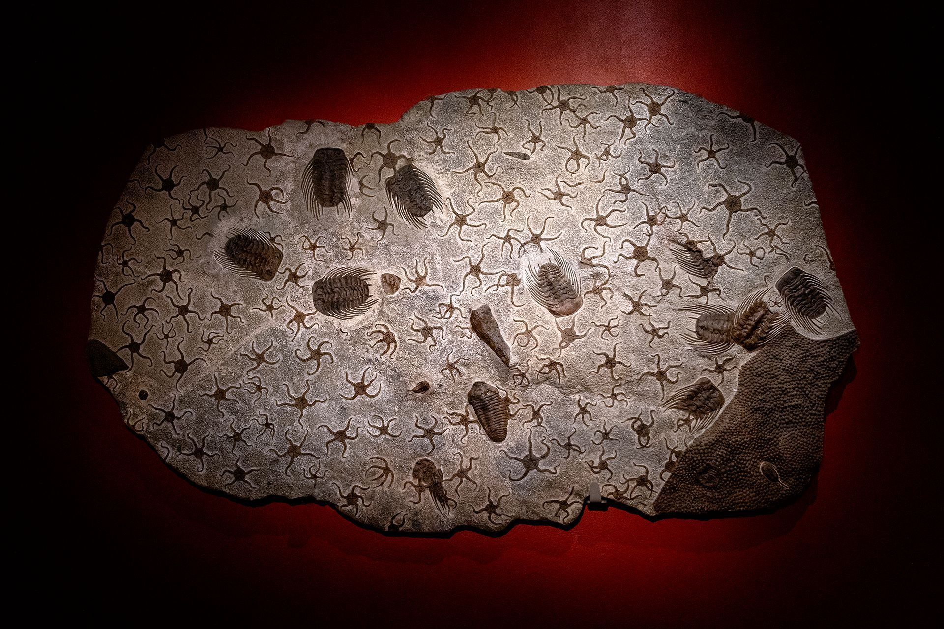 masterpieses von köbi sieber, aathal, zürich, zurich, fossilien, dino, dinosaurier museum, universität zürich, ulrik hölzel, fotograf wien, fotograf kunst, fotograf fossilien