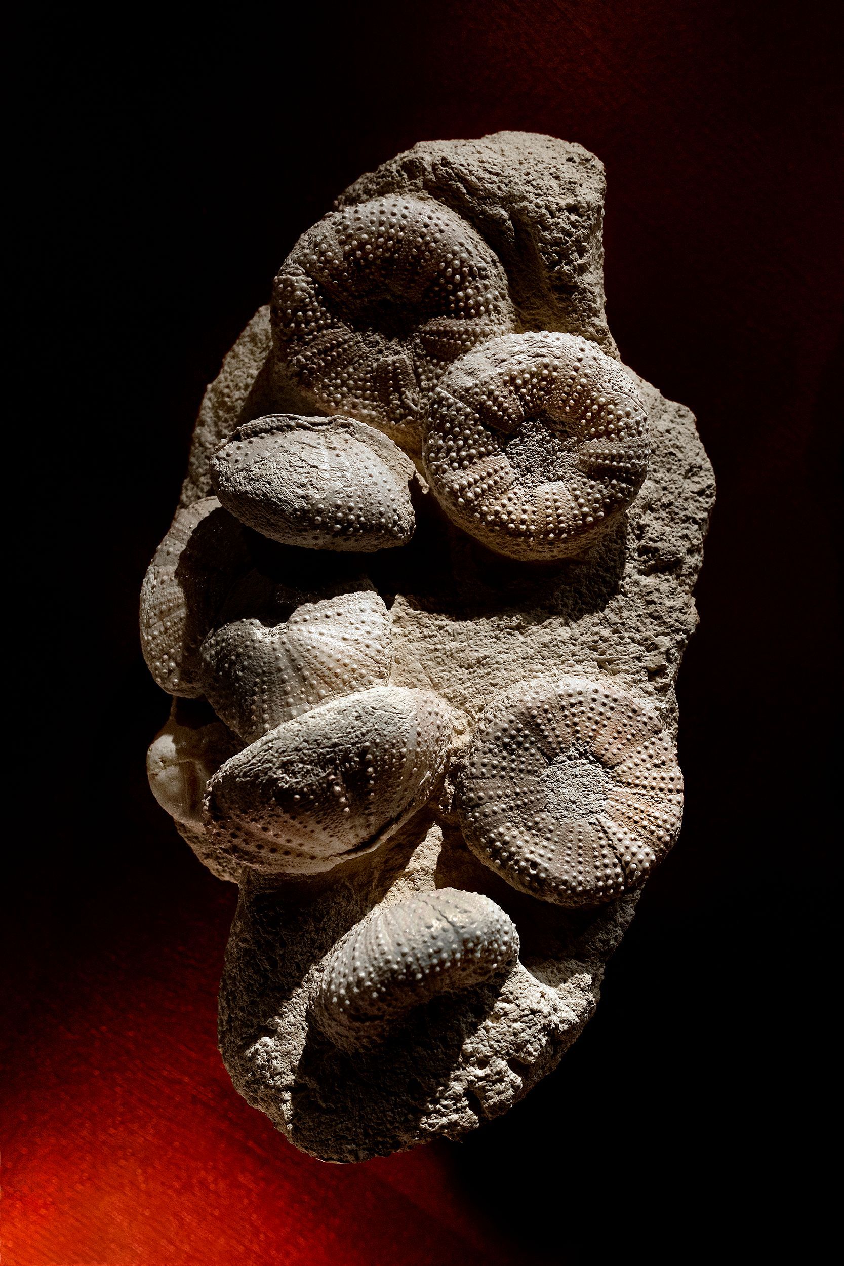 masterpieses von köbi sieber, aathal, zürich, zurich, fossilien, dino, dinosaurier museum, universität zürich, ulrik hölzel, fotograf wien, fotograf kunst, fotograf fossilien