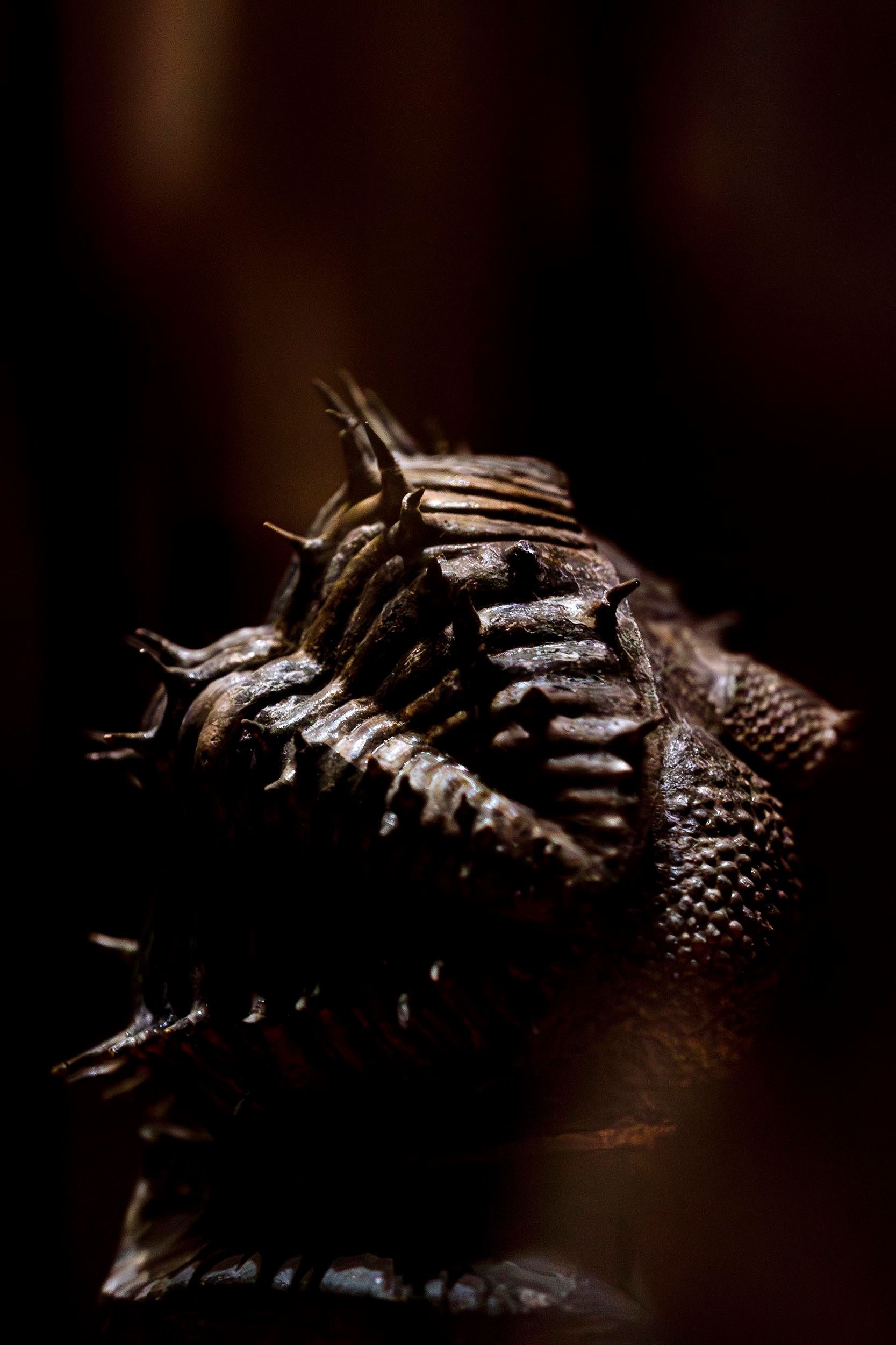 masterpieses von köbi sieber, aathal, zürich, zurich, fossilien, dino, dinosaurier museum, universität zürich, ulrik hölzel, fotograf wien, fotograf kunst, fotograf fossilien