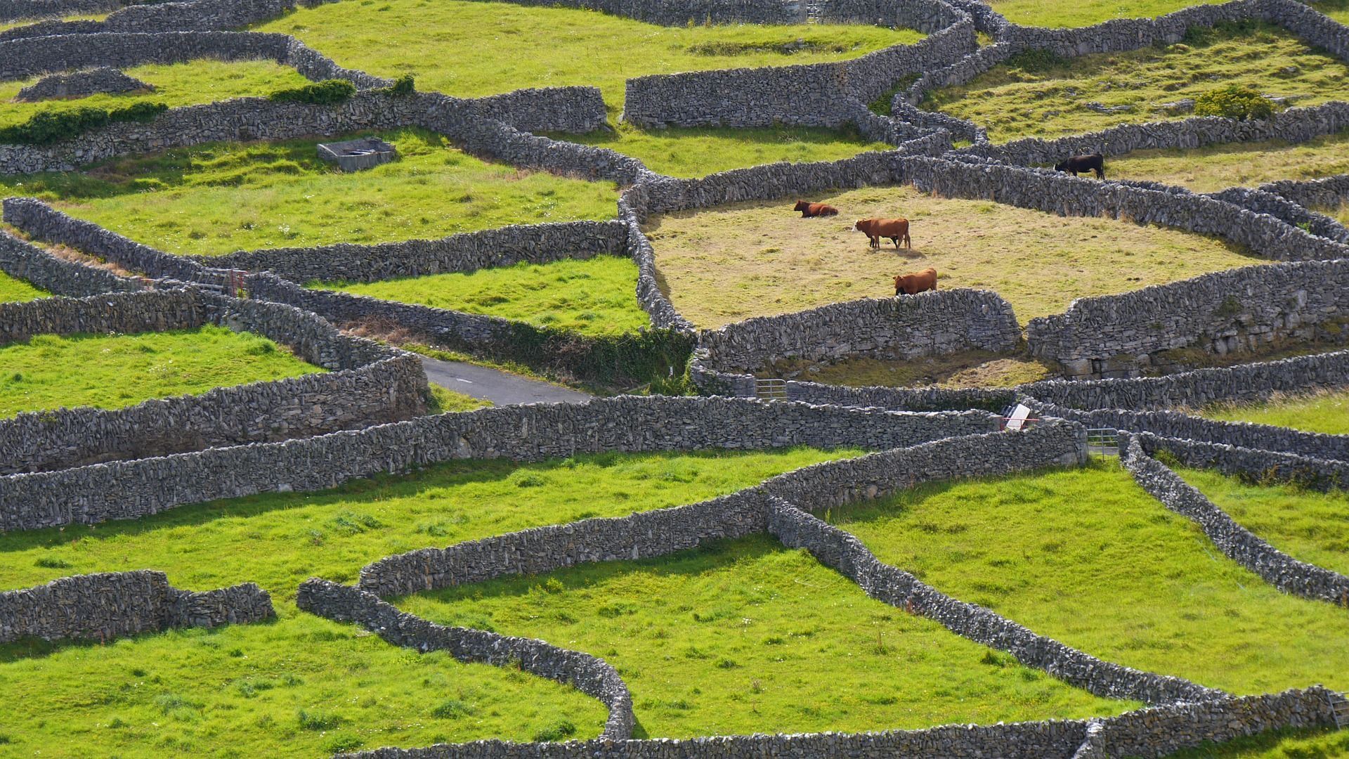 Schüleraustausch Irland grüne Wiesen mit Steinmauern und Kühen