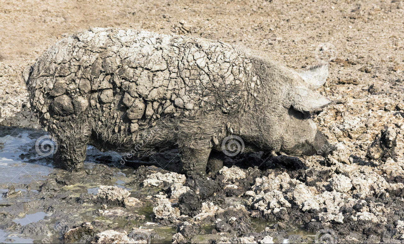 Ein schmutziges Schwein steht im Schmutz. Es ist verkrustet vom Schlamm.