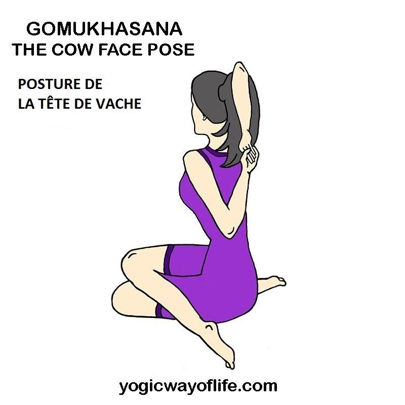 Gomukhasana la posture de la tête de vache the cow face pose