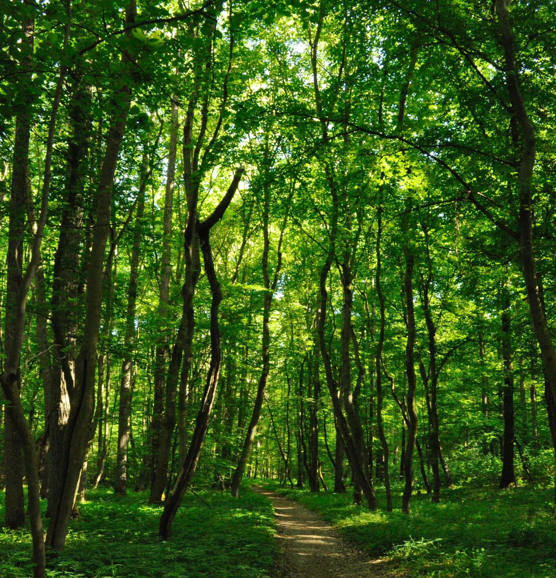 Wanderweg im Wald