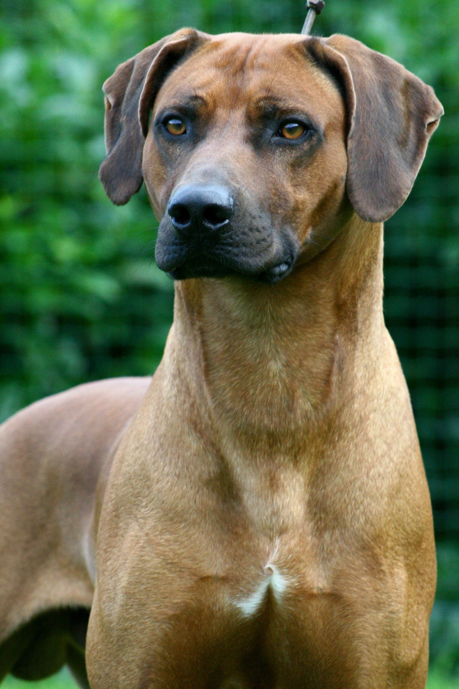 Rhodesian Ridgeback Deckrüde Mswati's Black Beauty