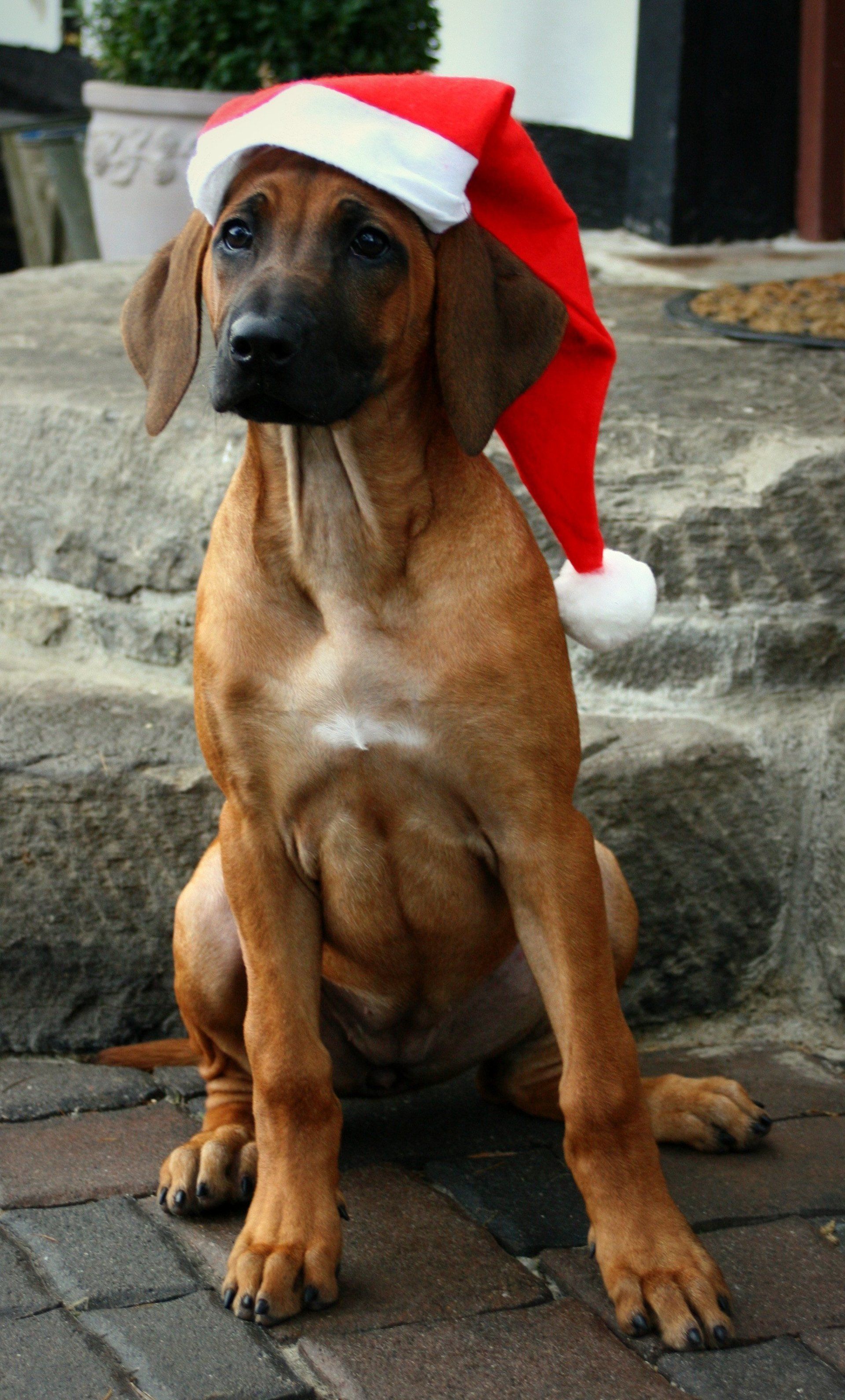 Erfahren Sie mehr über uns und unsere Rhodesian Ridgebacks