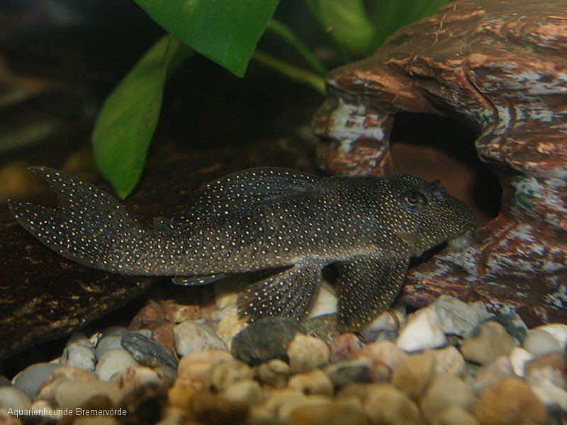 Das Aquarium für LWelse