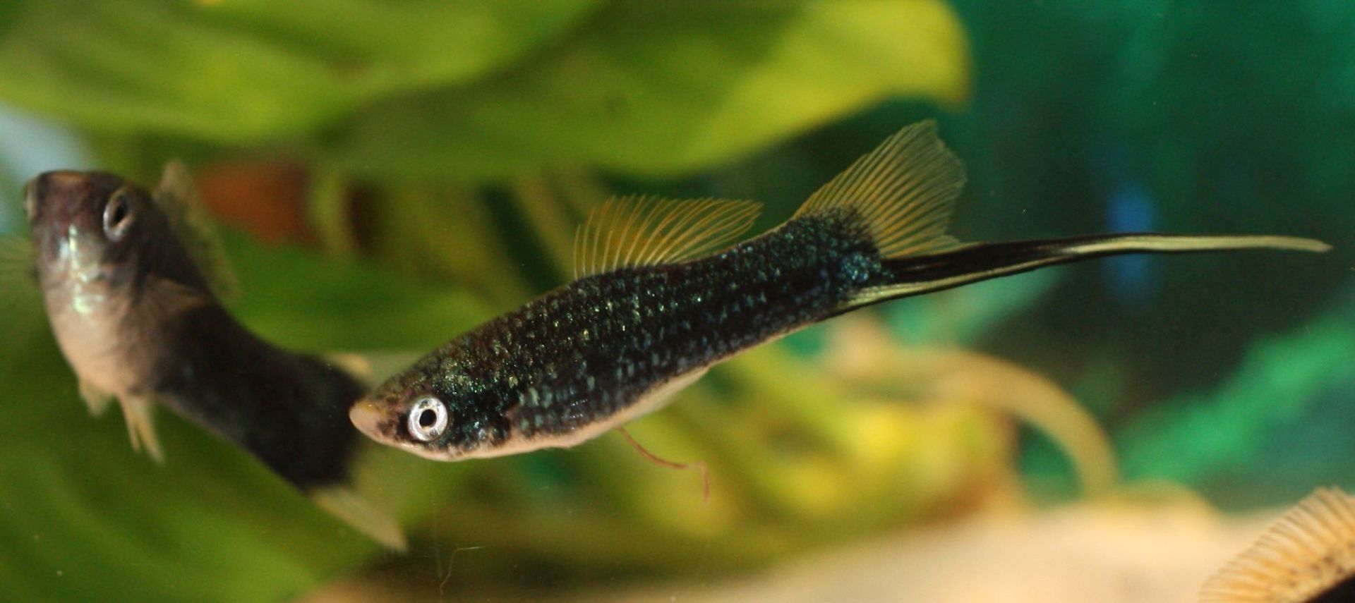 Das Aquarium für LWelse