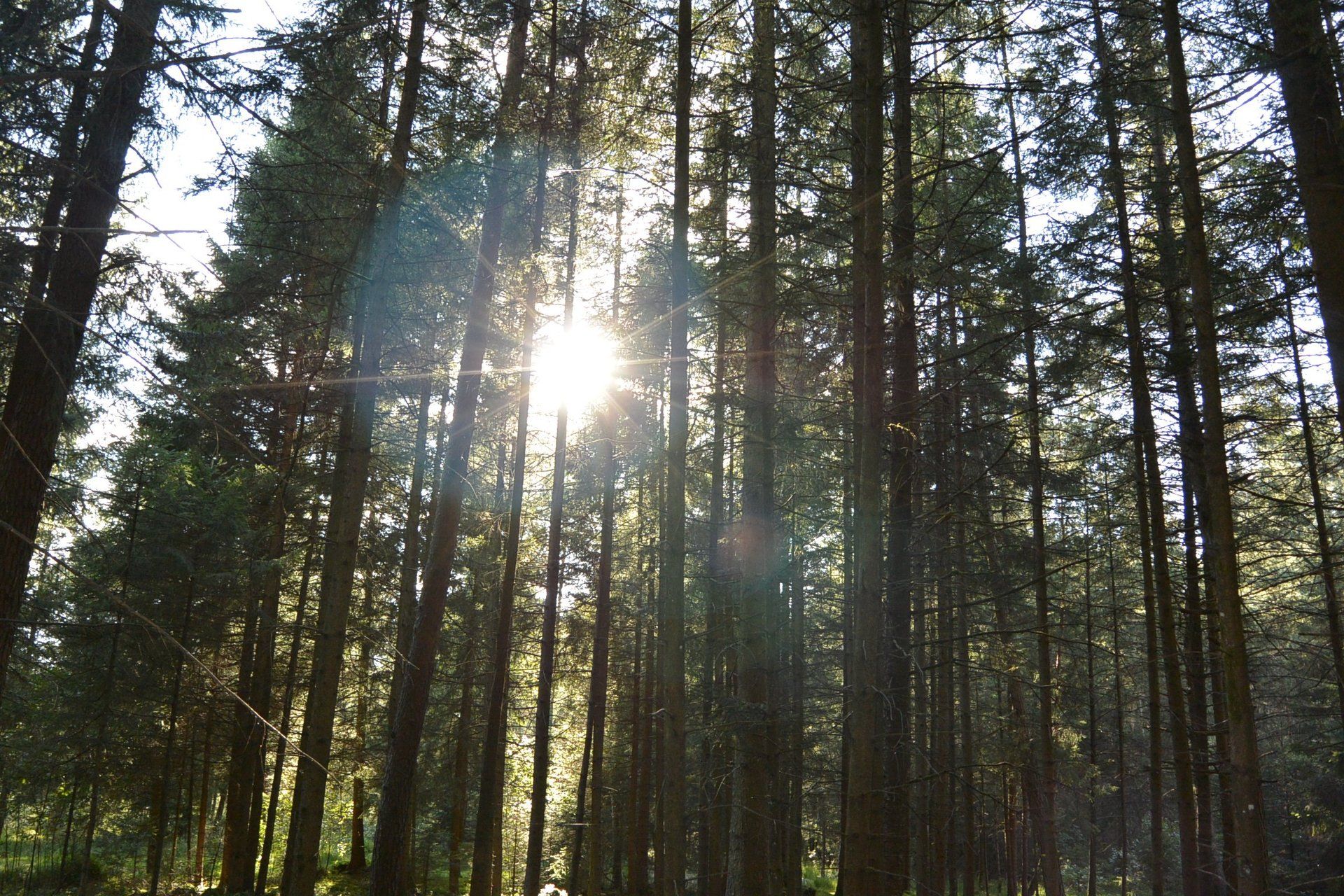 psychotherapeutische Behandlung und Bewegung und Gespräch in der Natur