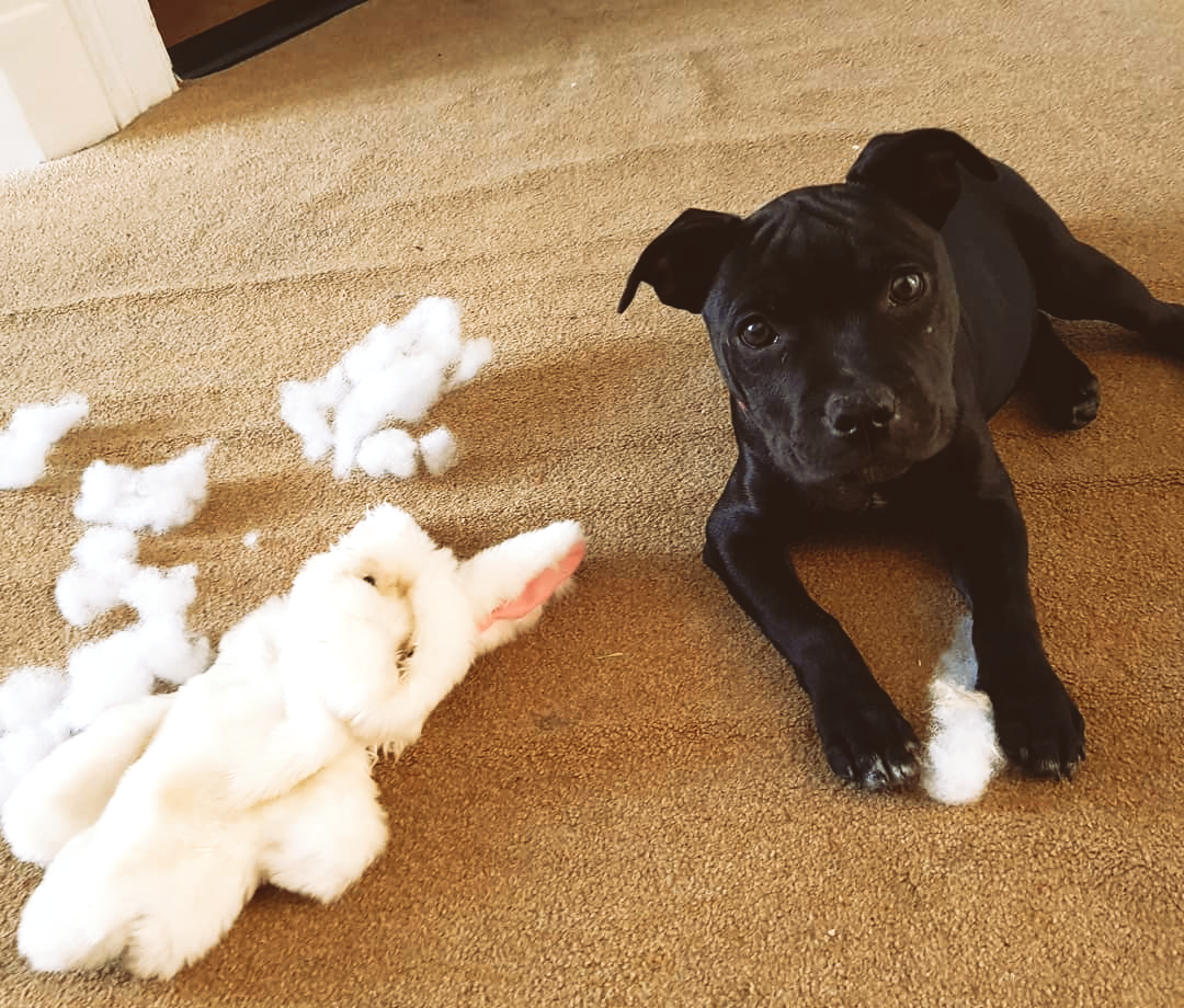staffy puppy destroys her puppet. Leaving young puppies alone.