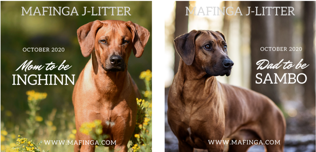 le rhodesian ridgeback