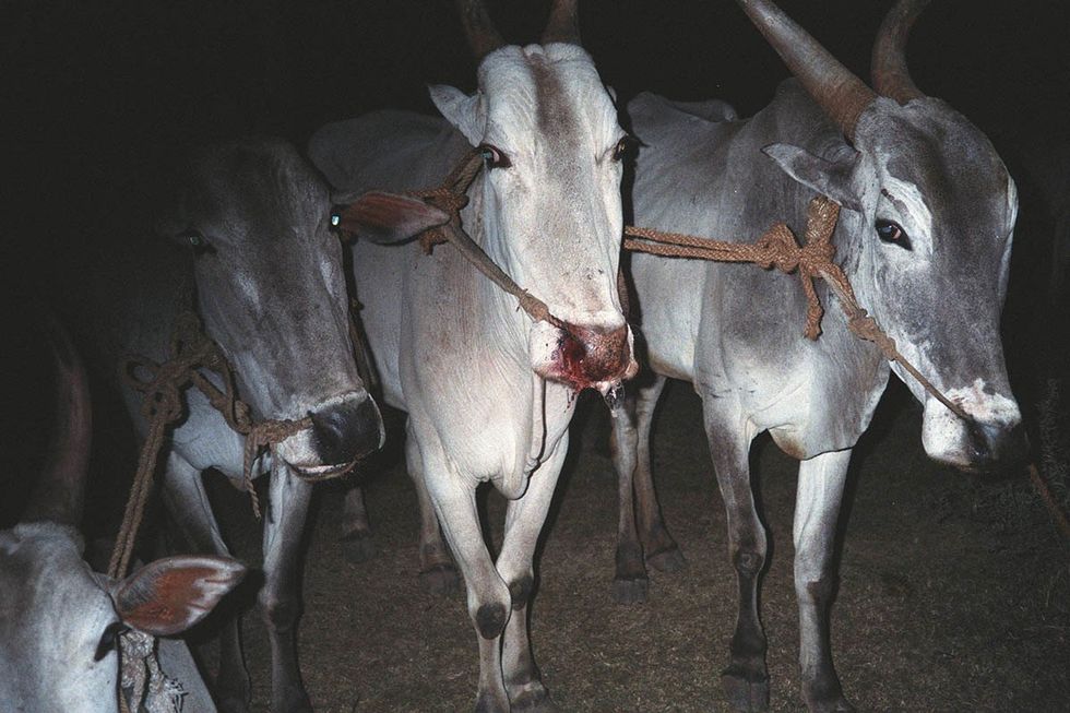 Bekleidung: Die Wahrheit über Pelz, Leder, Wolle, Daunen & Co.