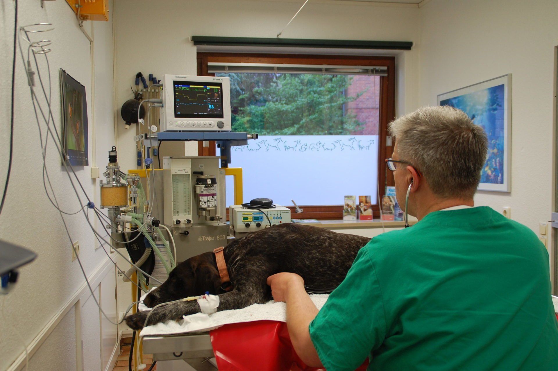 Tierarztpraxis Krempe - Dr. H.-D. Graack