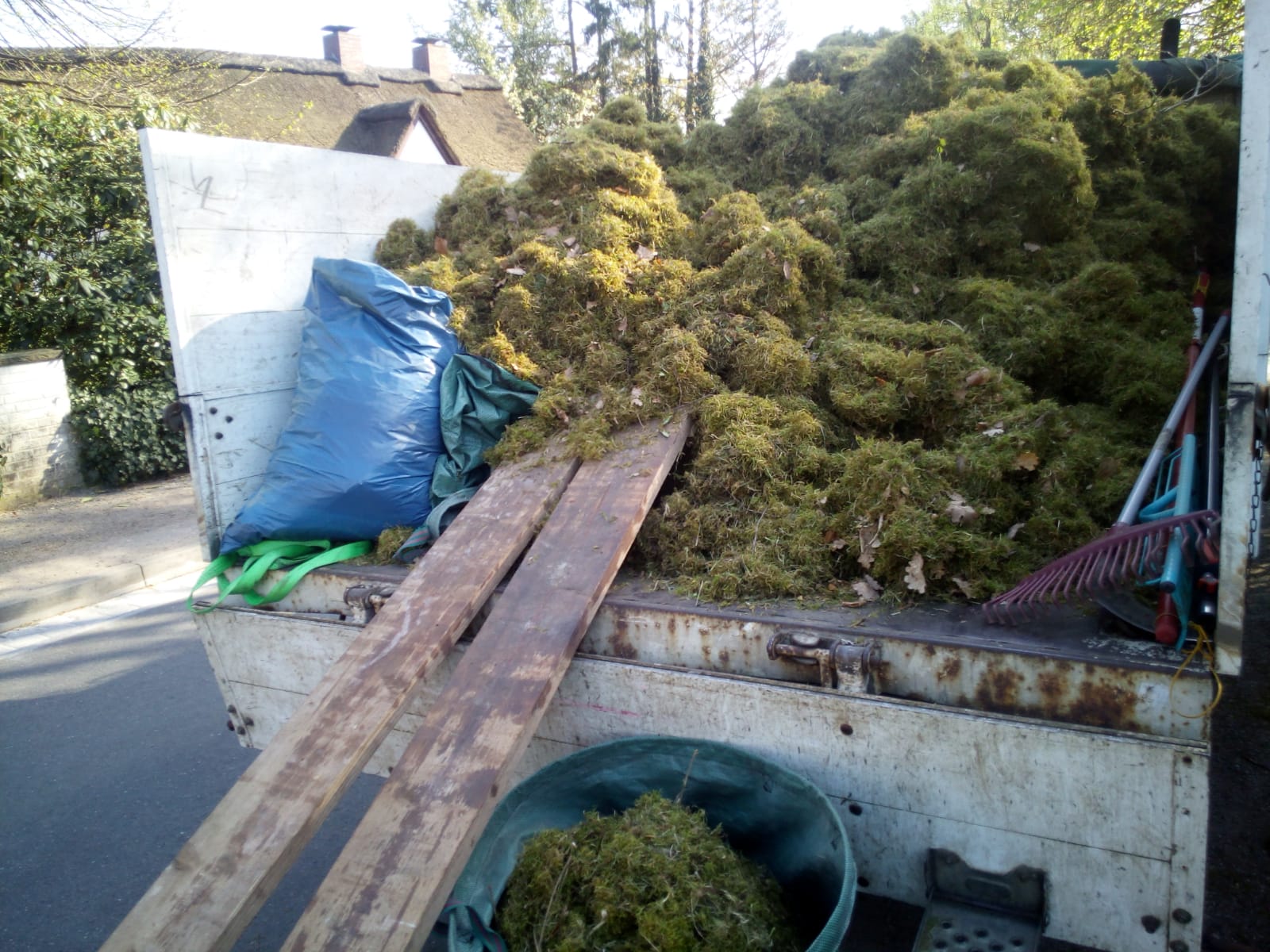 Baumpflege-HL Vertikutieren