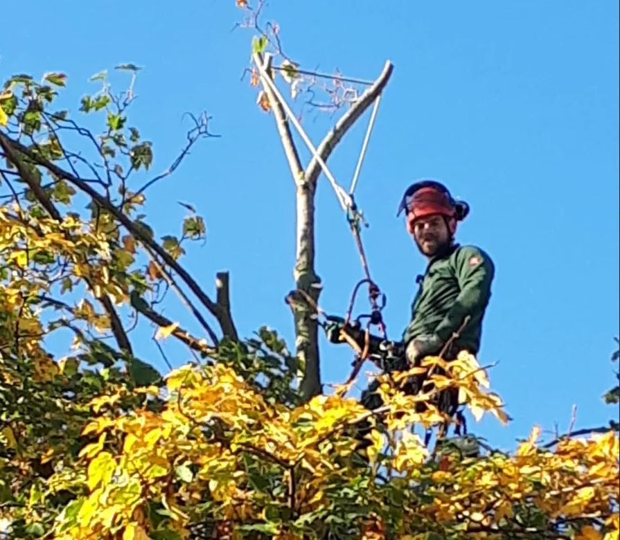 Baumpflege-HL Inhaber