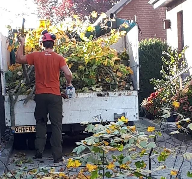 Baumpflege-HL Heckenschnitt