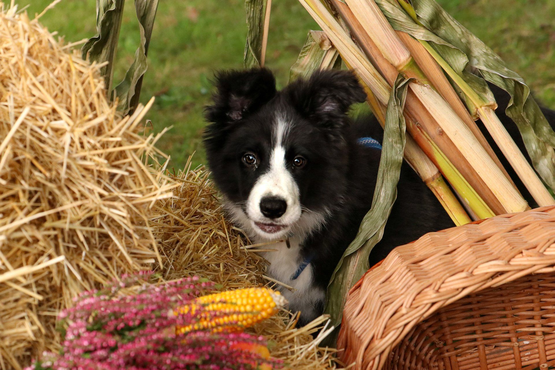 TierischGesund für Pferd und Hund