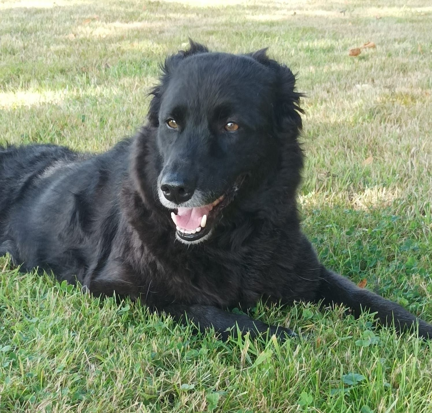 Milla (2016–heute) – Hütehündin und Begleiterin bei Futter-Fokus